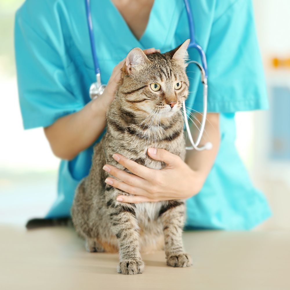 a person in scrubs holding a cat