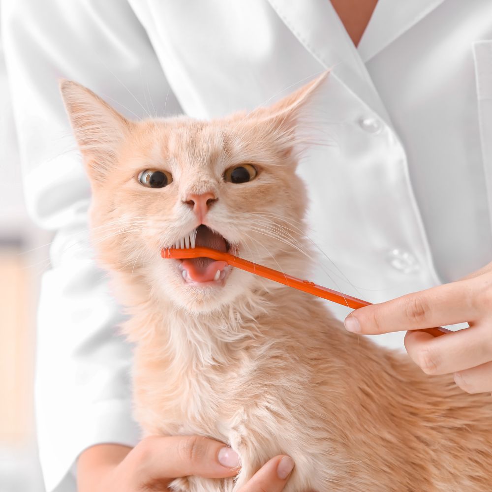 Vet brushing cat's teeth in clinic