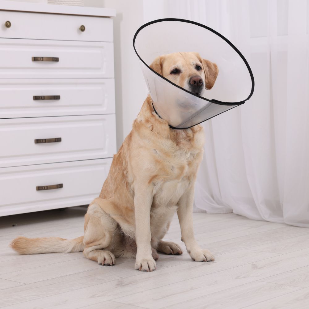 a dog with a cone on its head