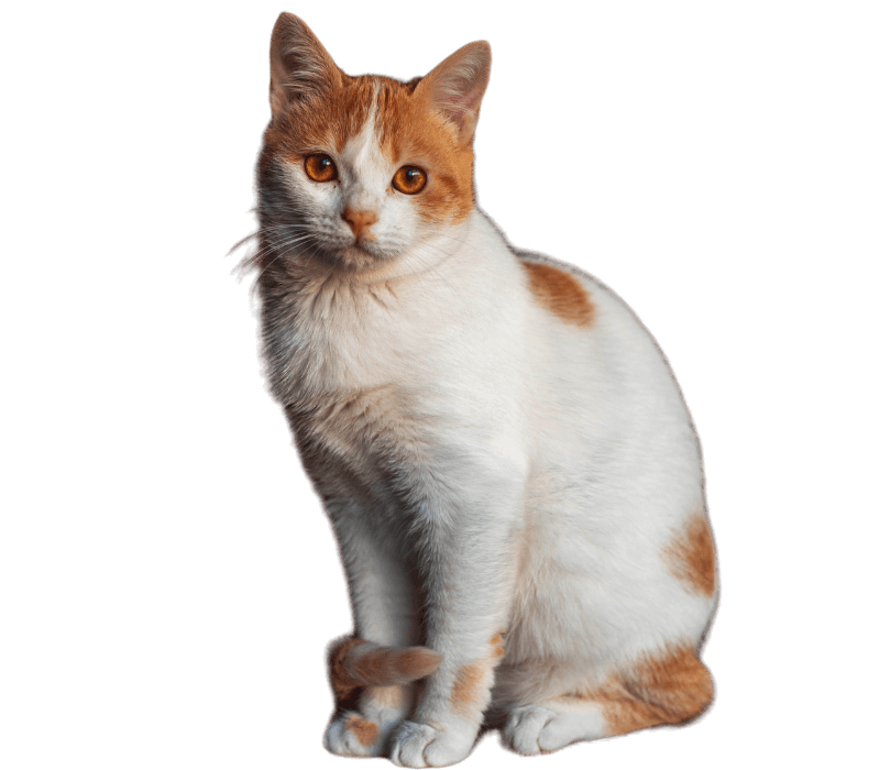 white cat with red spots