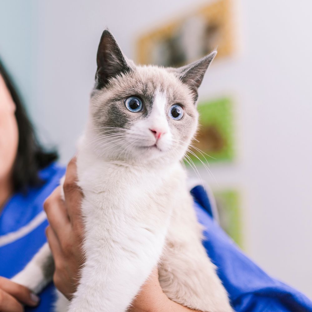 a vet holding a cat