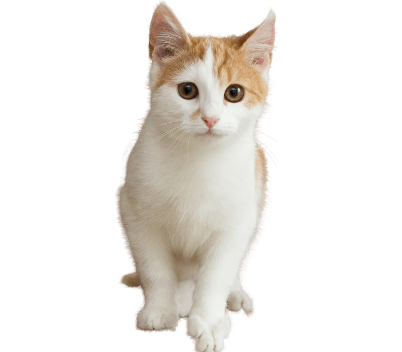 a white and orange cat