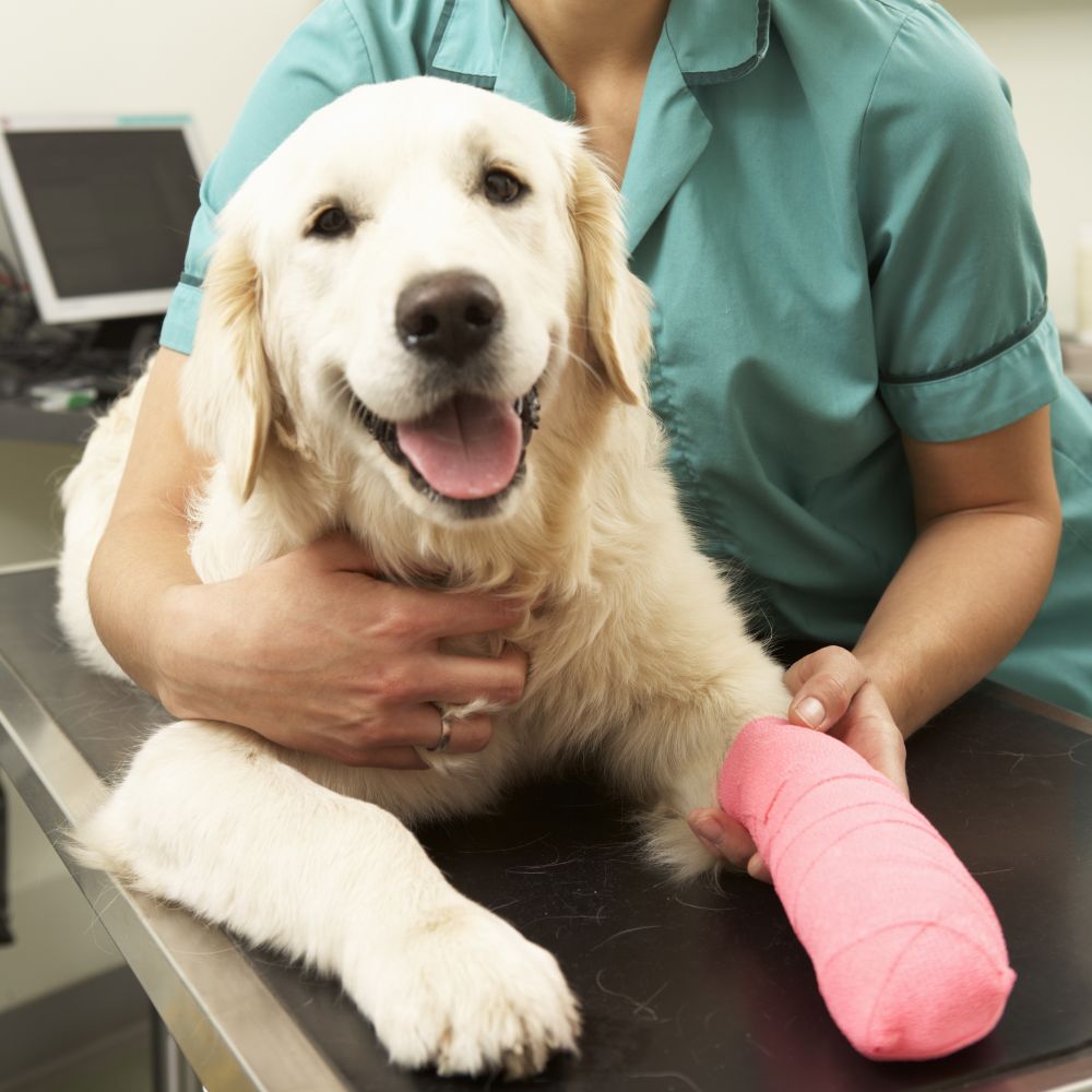 a dog with a cast on its arm