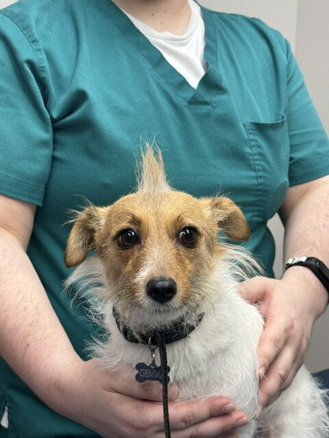 dog with a mohawk