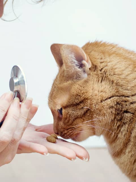 vet giving a cat a treat