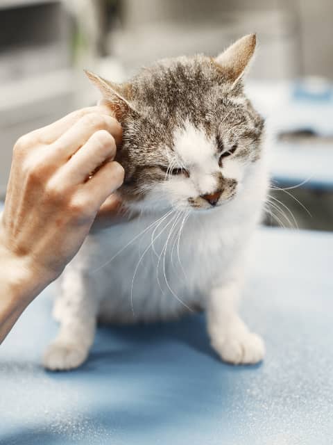 person cleaning cats ears