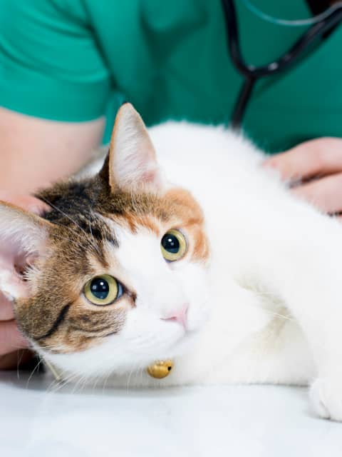 vet petting a cat