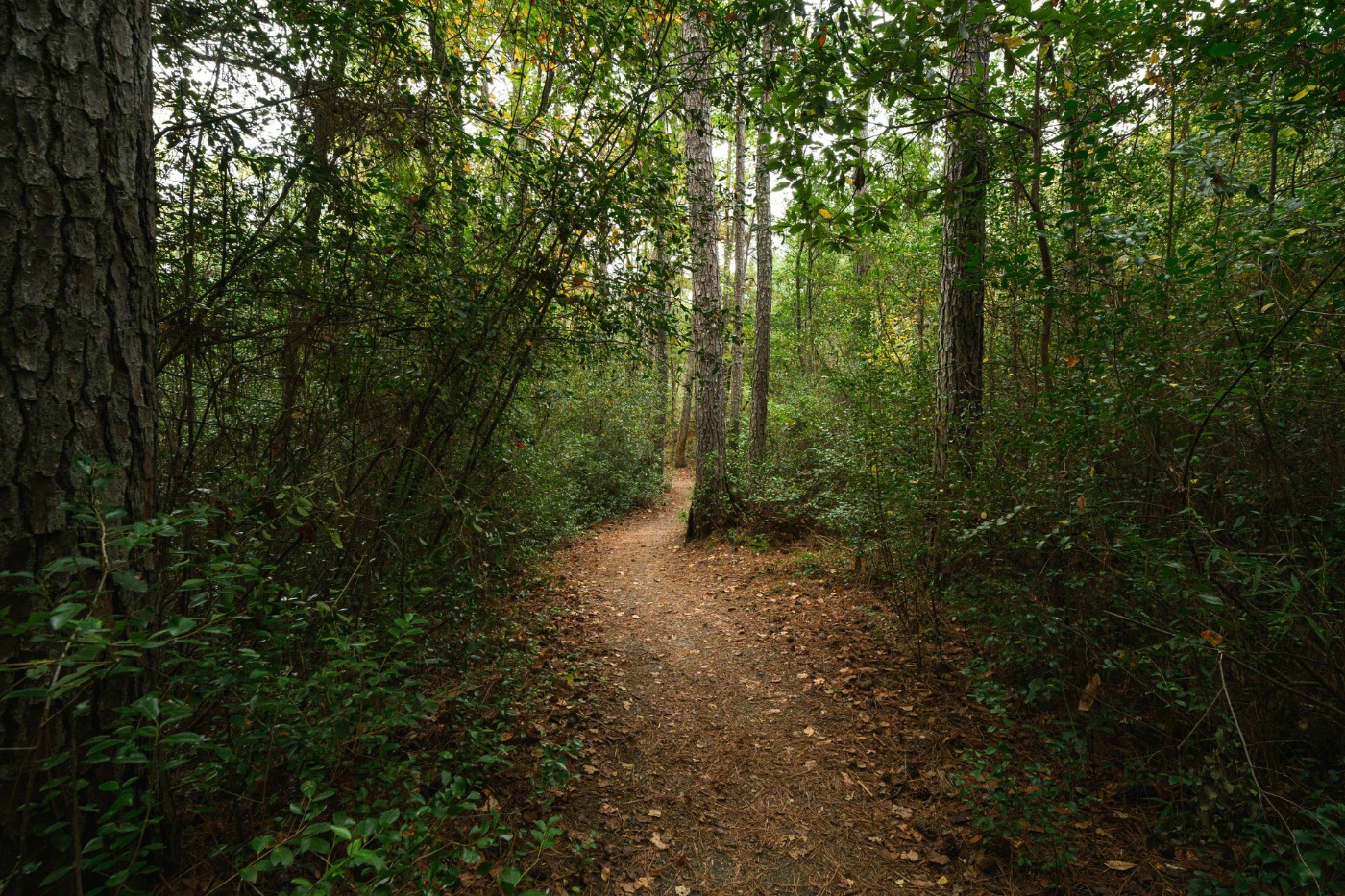 Scenic Forest Trail in Columbia
