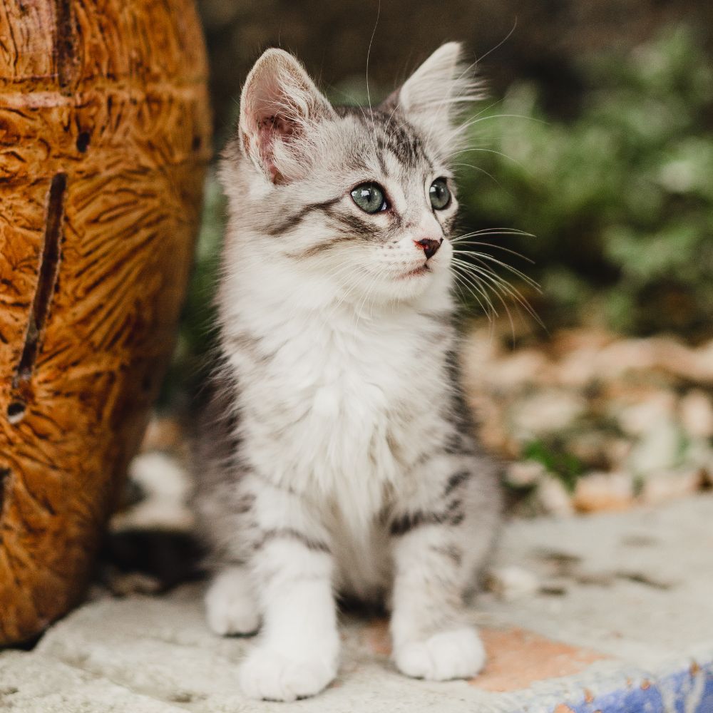 A gray and white kitten sits beside a large pot
