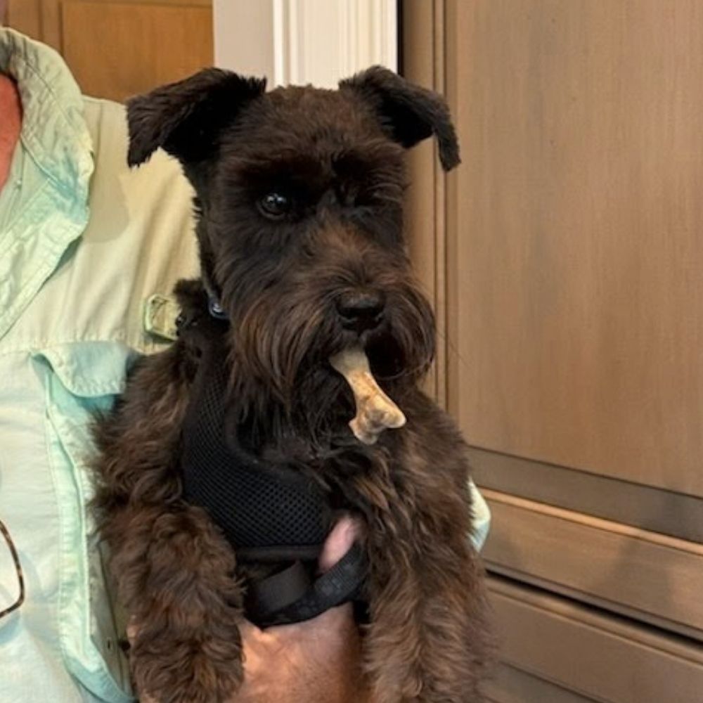 Pet Prescription Diets a dog sitting on the floor next to a bowl of food