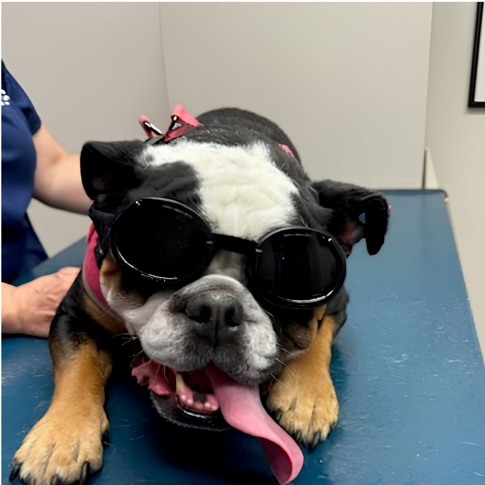a dog wearing sunglasses