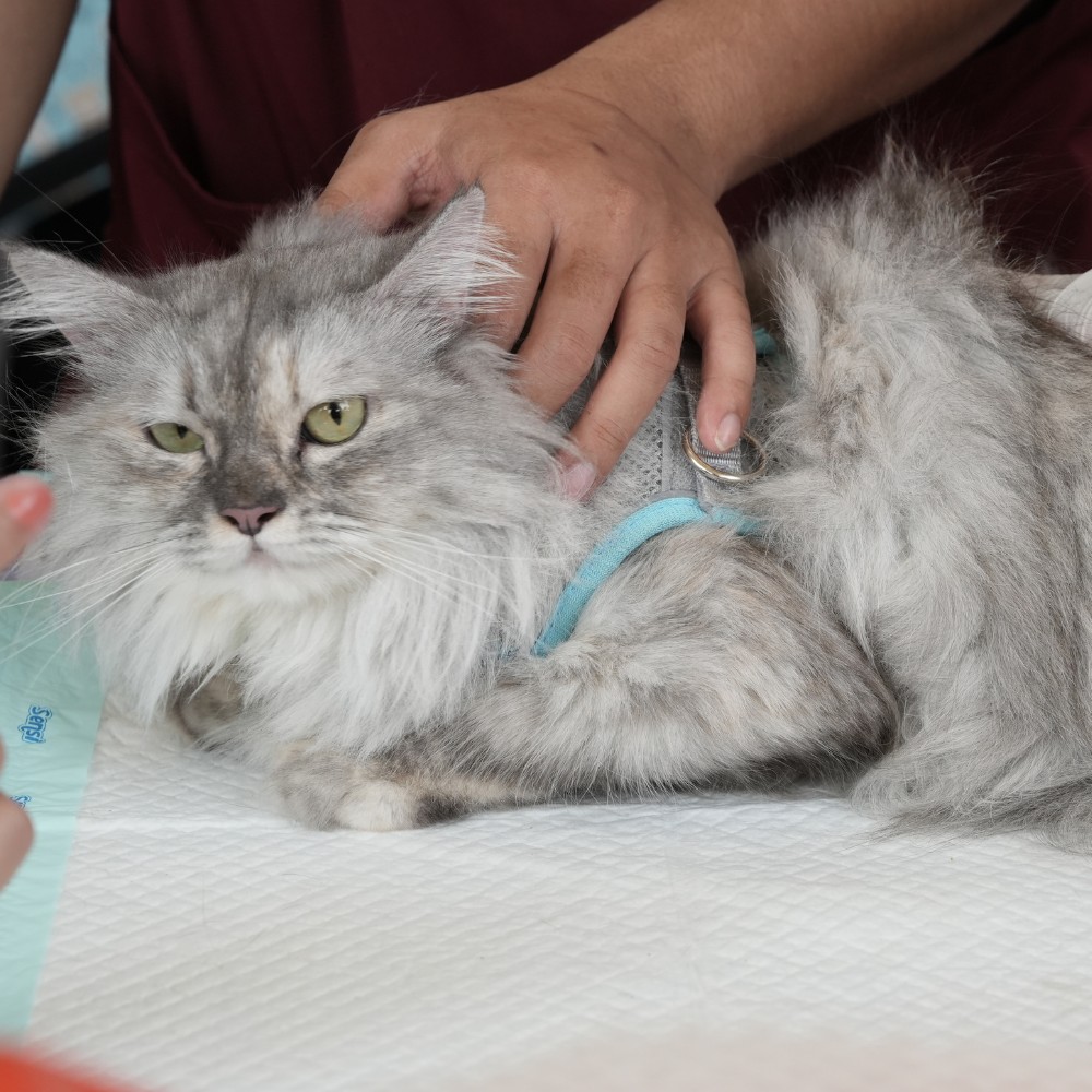 a person in scrubs holding a cat