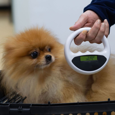 a dog wearing sunglasses