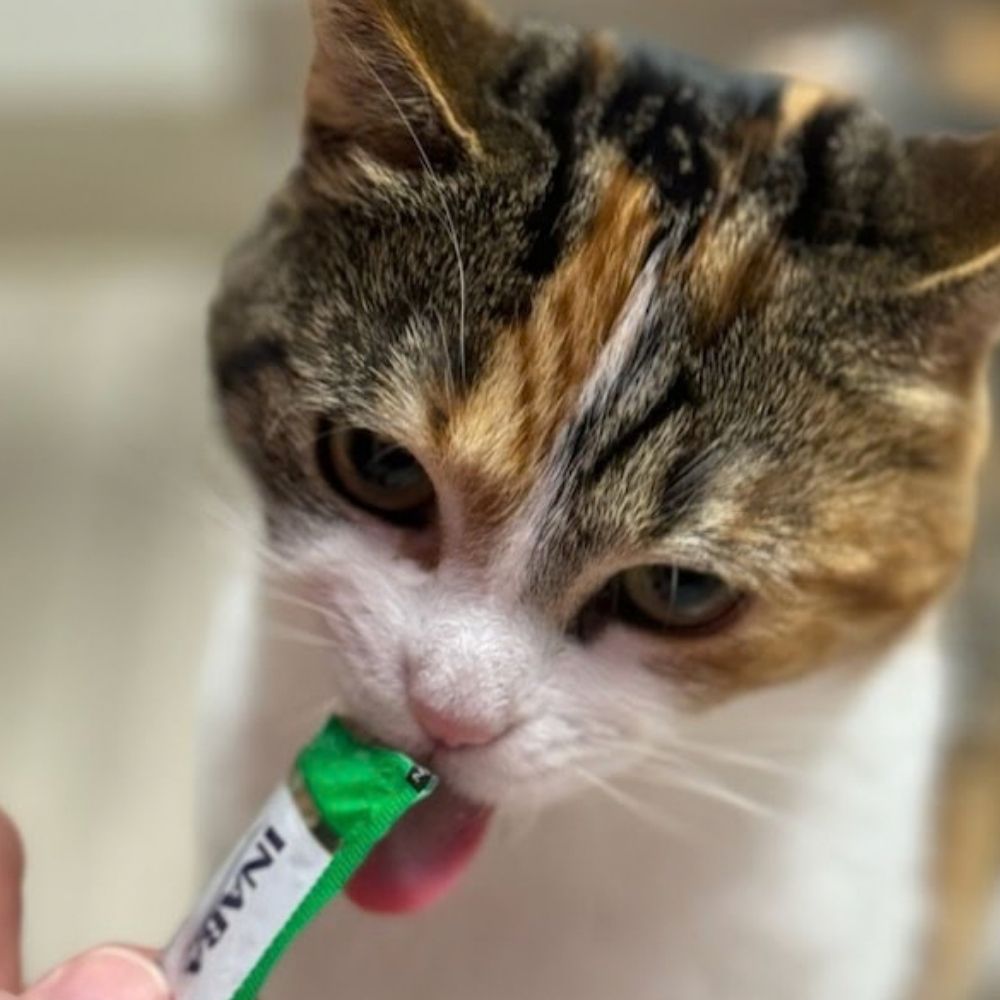 a vet holding a cat with a bandage on its paw