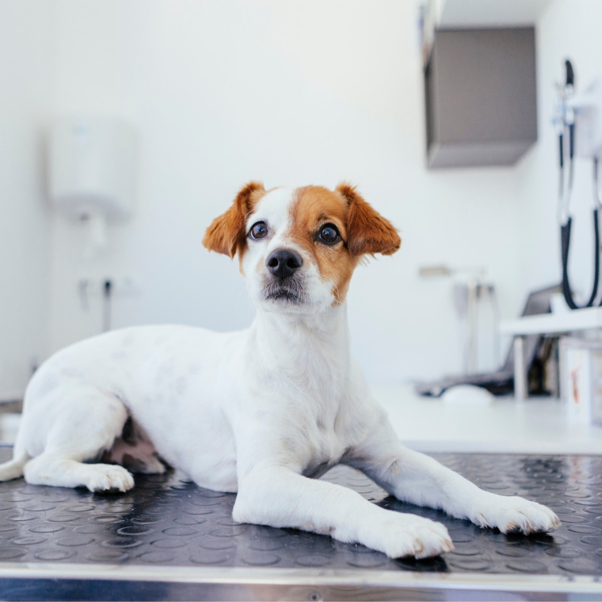 pet diagnostics a dog wearing sunglasses