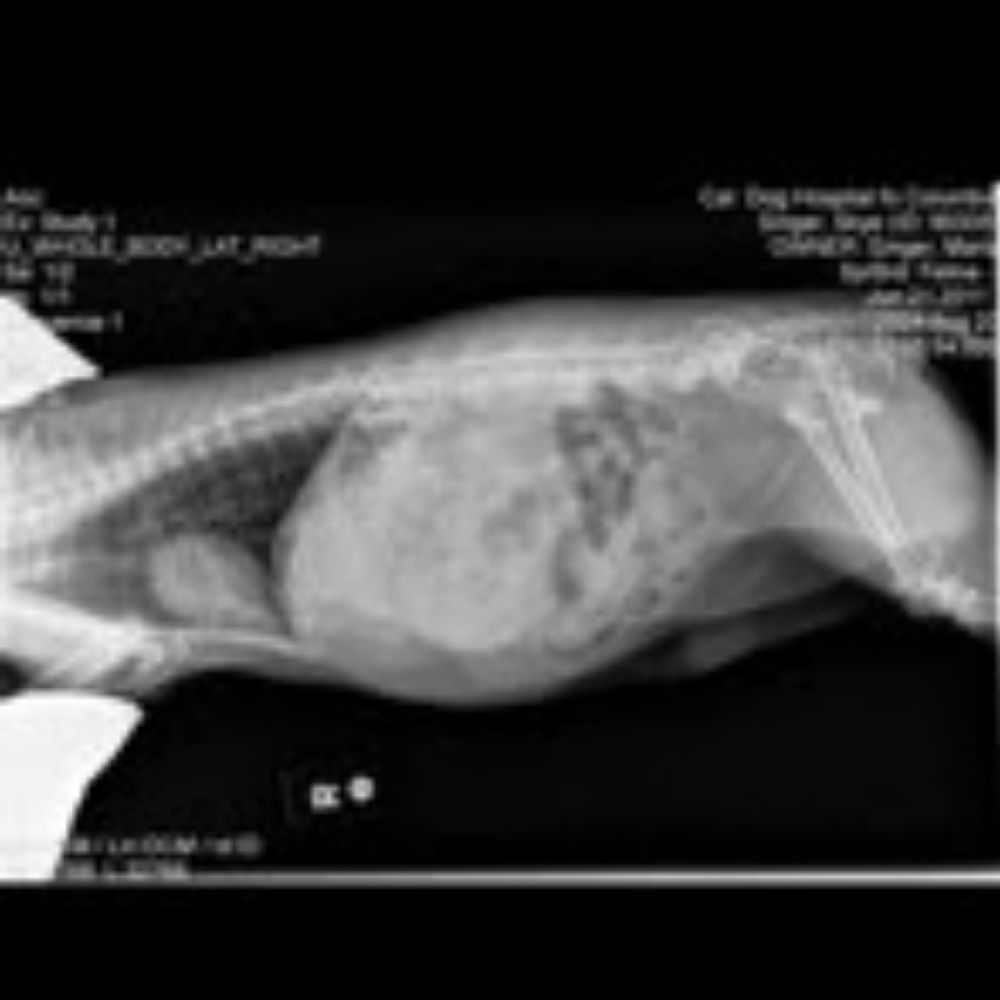 vet examining the dog in the X-ray room